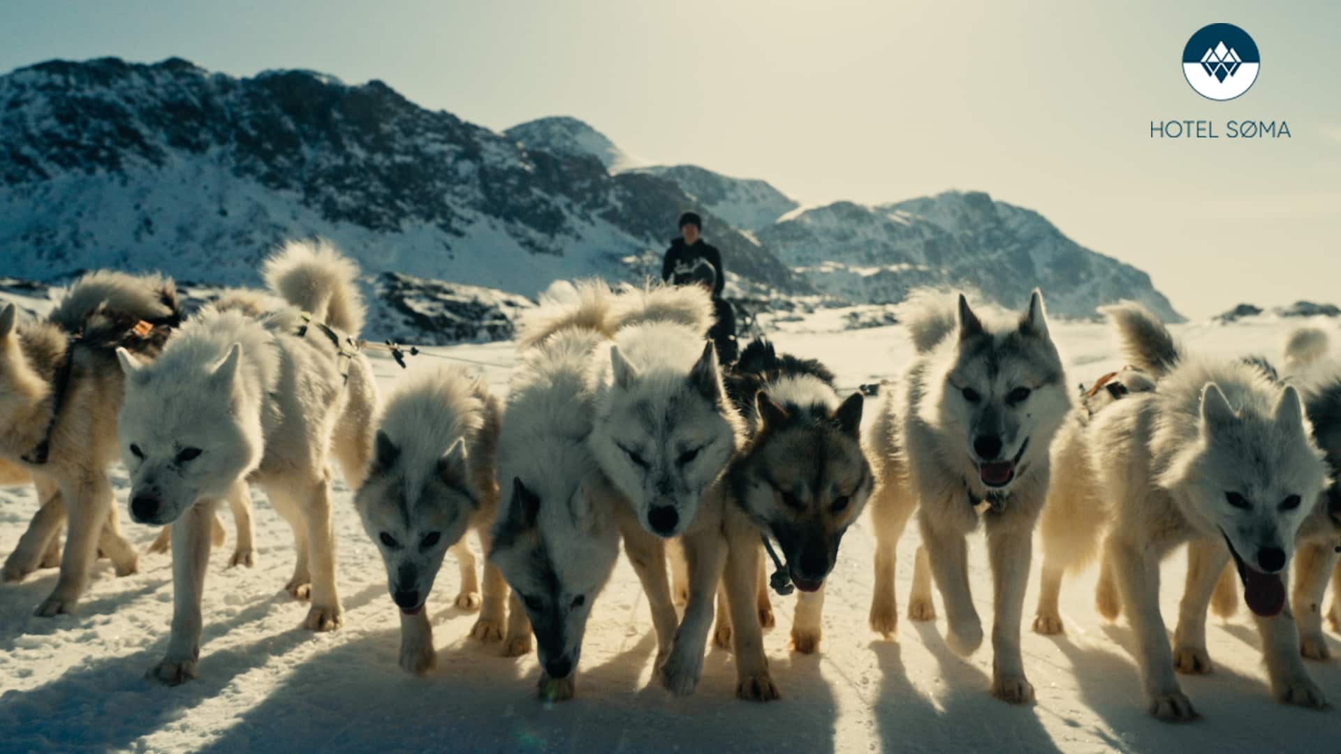 Slædehunde i sne på grønland fra Hotel Søma reklamefilm