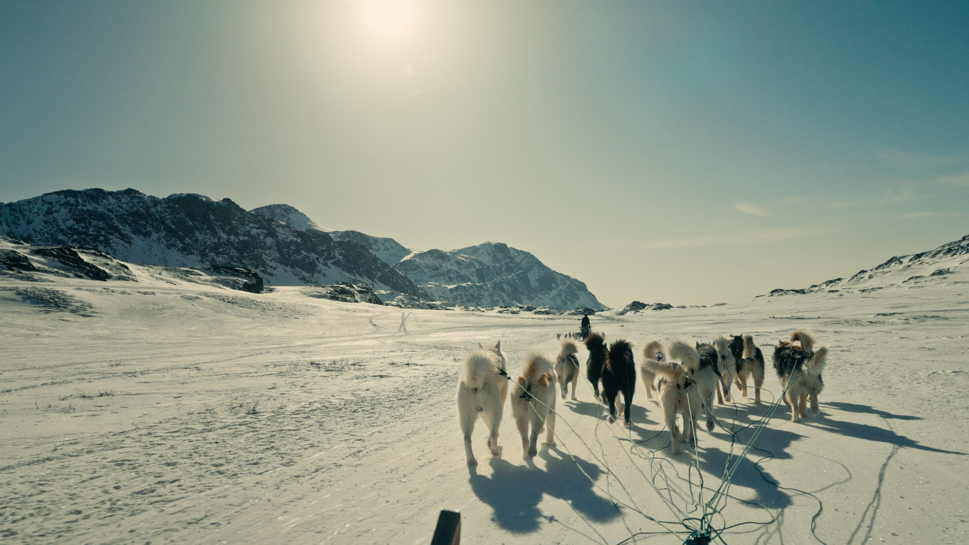 Slæde trukket af slædehunde på Grønland fra Hotel Søma reklamefilm